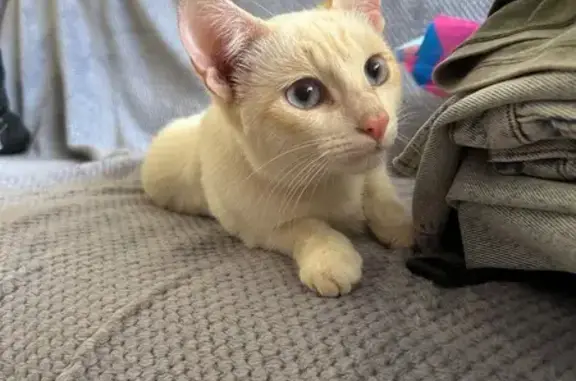 Кошка найдена: б-р Ураева, 6, Йошкар-Ола