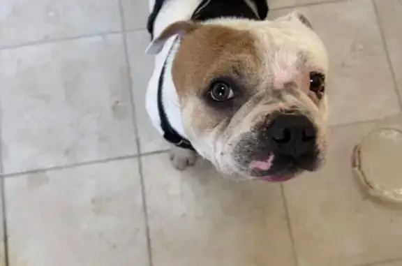 Собака найдена на Оснабрюкской, 22