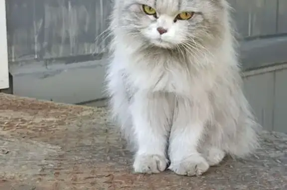 Кошка найдена: Ботанический бул., 18