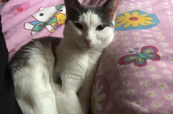 Кошки потеряшки, Великий Устюг, фото: Потеряшка кошка, ул. Кузнецова, 11, Устюг