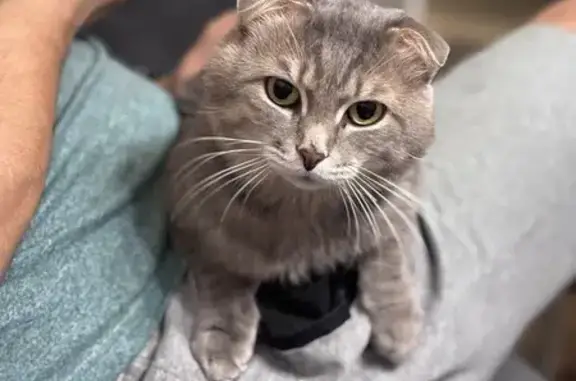 Кошки потеряшки, , фото: Потеряшка кошка, Свердловская область