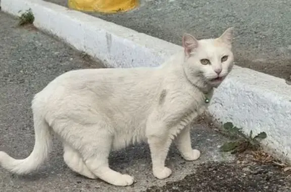 Кошка найдена: Широтная 148/3, Тюмень