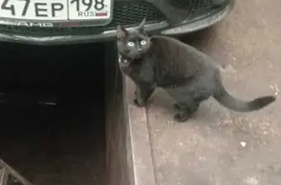 Пропала кошка, Автозаводская ул., Шушары