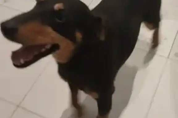 Собака найдена: Одоевское шоссе, 108, Тула