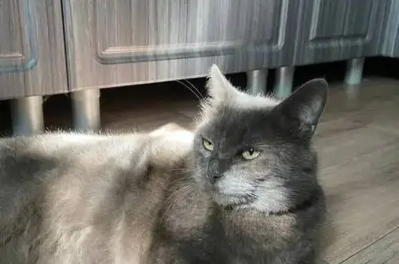 Пропала кошка, ул. Вахитова, 3, Нурлат