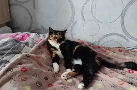 Потерянные животные Тында, фото: Пропала кошка, Кольцевая ул. 23, Тында