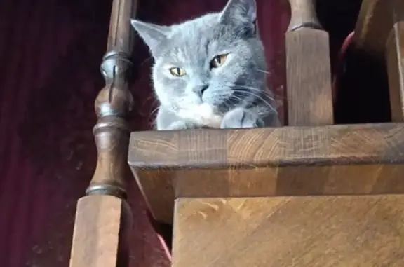 Найдена кошка, Берёзовая ул., Липецк