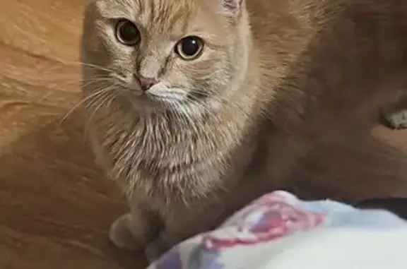 Пропала кошка Клепа, Жуковский, Молодёжная 32