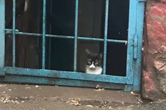 Найдена кошка, Абакан, фото: Найдена кошка, ул. Пушкина 120, Абакан