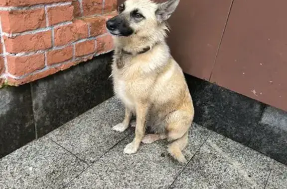 Собака найдена у Двор Пролетарки, 7