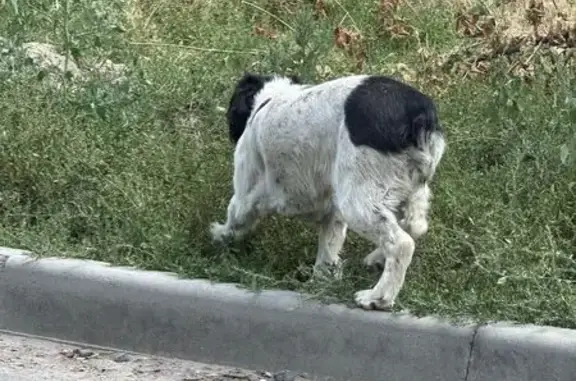 Найдена собака, Природная ул., Ростов-на-Дону