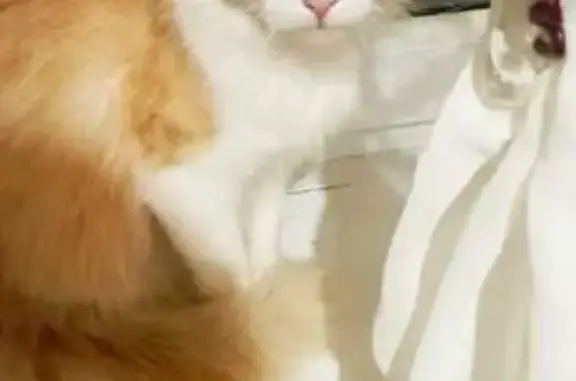 Кошка найдена: пр. Энтузиастов, 6, Курск