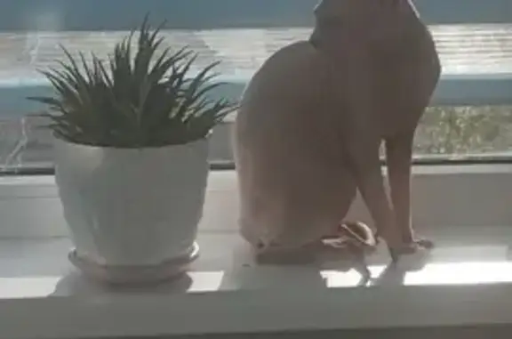 Кошки потеряшки, Курск, фото: Потеряшка кошка, Магистральный пр., 7, Курск