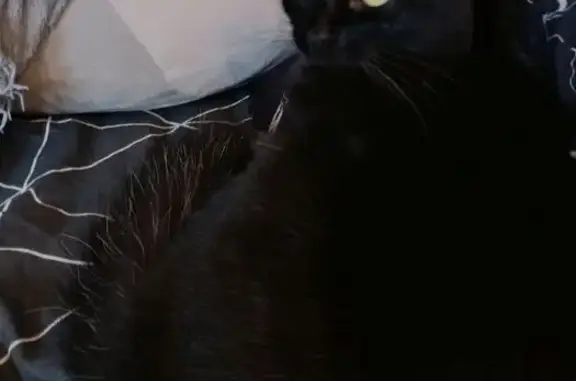 Кошки потеряшки, Болхов, фото: Потеряшка кошка, ул. Ленина 165, Болхов