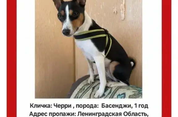 Пропала собака, Сестрорецк