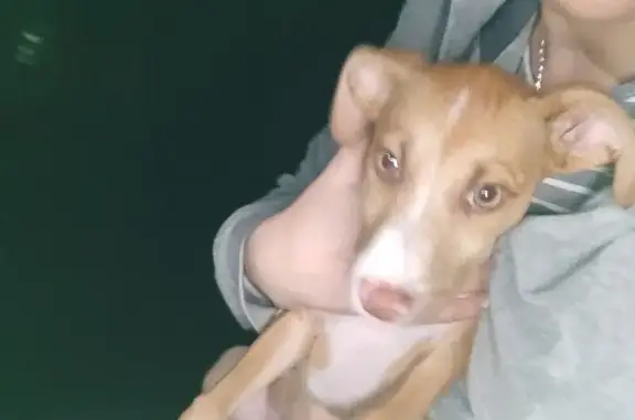 Найдена собака, пр. 40-летия Победы, 63 к7