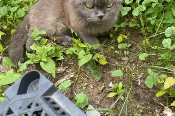 Найдена кошка на ул. М. Горького, 14, Городец