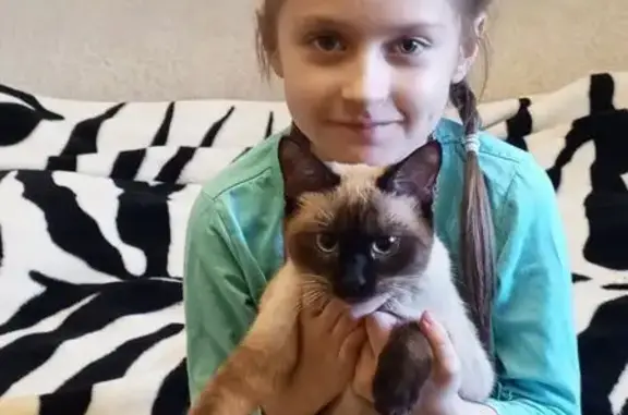 Кошки потеряшки, Липецк, фото: Потеряшка сиамская кошка, ул. Смородина, 20