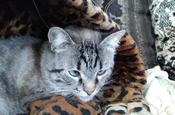 Пропала кошка, ул. Щаденко 19, Нальчик