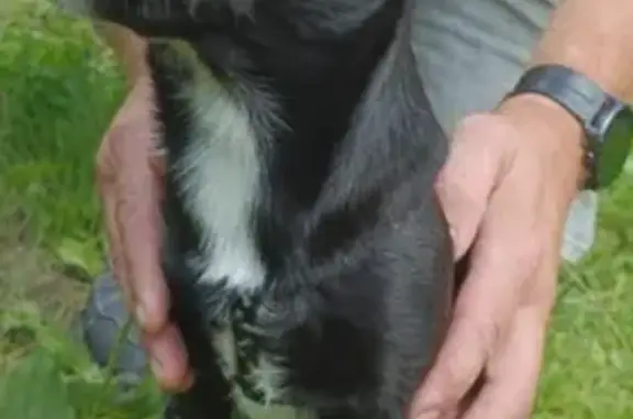 Собаки потеряшки, Полысаево, фото: Потеряшка собака, Республиканская 2, Полысаево