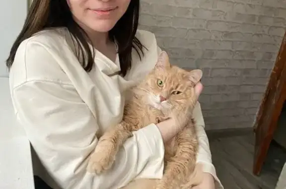 Пропала кошка, Комсомольская ул., Чехов