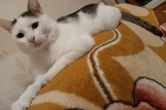 Потерянные животные Челябинск, фото: Пропала кошка, ул. Молодогвардейцев, Челябинск