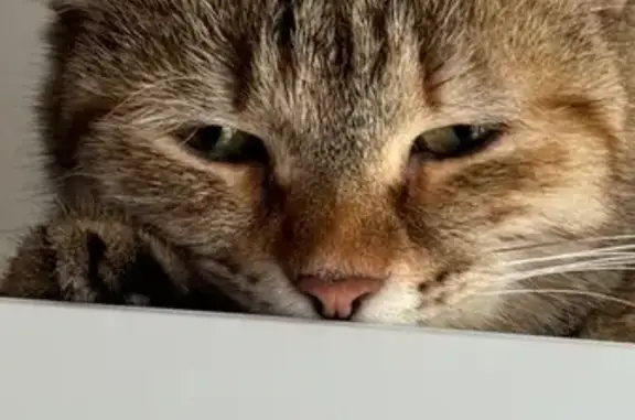 Кошка найдена на Лесном проезде, Уфа