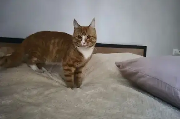 Найдена кошка, Томск, фото: Кошка найдена: ул. Интернационалистов, 3