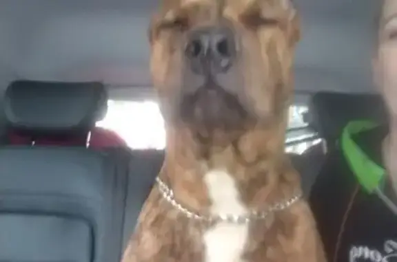 Найдена собака, Уфа, фото: Найдена собака, ул. Ленина, Уфа