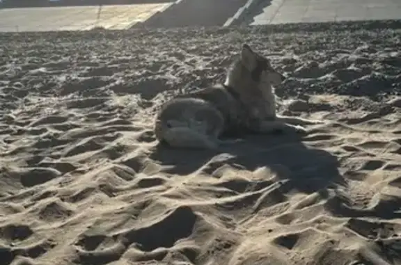 Найдена собака, Волгоград, Нулевая Прод.