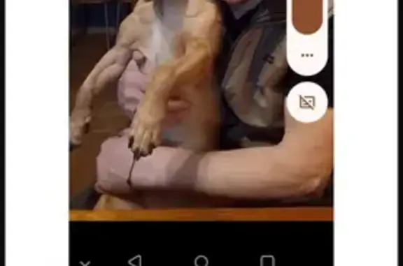 Собаки потеряшки, , фото: Потеряшка собака, Комсомольская 34, Усть-Мана