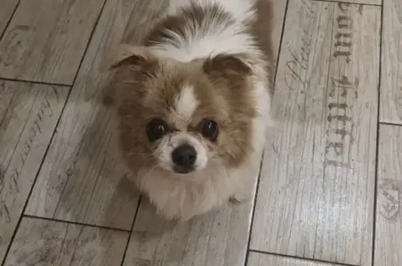 Собаки потеряшки, , фото: Потеряшка собака, ул. Коробкова, Тверь