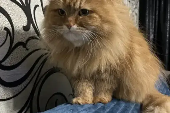 Пропала кошка, Тихий переулок, Борисов