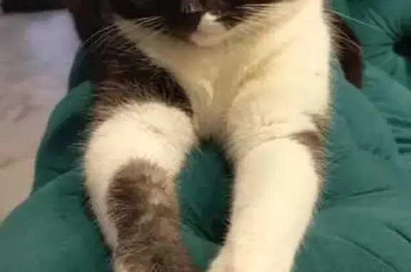 Потерянные животные Нижний Новгород, фото: Пропала кошка, ул. Коммуны, Н. Новгород