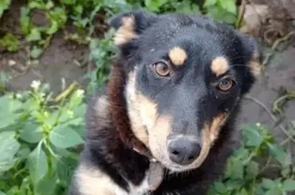 Собаки потеряшки, Казань, фото: Потеряшка собака, ул. Рылеева 3, Казань