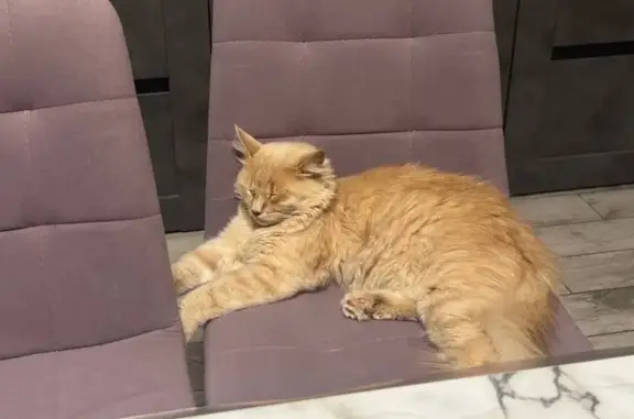 Кошки потеряшки, Раевская, фото: Потеряшка кошка, ул. Поночовного, Раевская