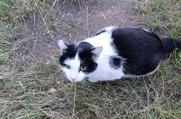 Кот найден на турбазе Кочкор, Курай - photo
