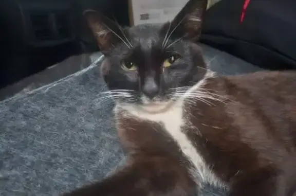 Найдена кошка, Томск, фото: Кошка найдена: пр. Ленина, 85А, Томск