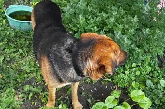 Собака найдена на Лелюшенко 9/2, Ростов-на-Дону