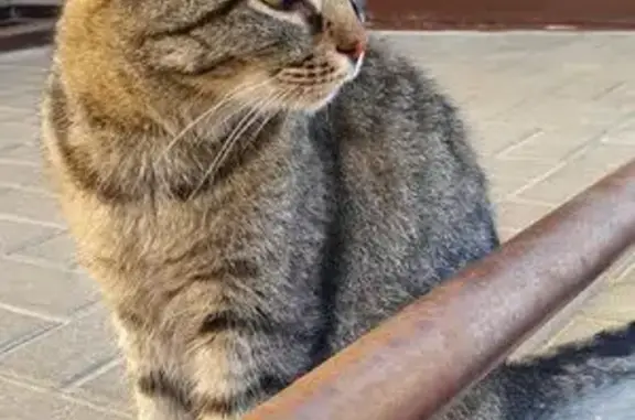 Найдена кошка, Ставрополь, фото: Кошка найдена на ул. Чапаева, Ставрополь