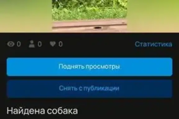 Найдена собака, Абакан, фото: Хаски найден на Центральной улице, Абакан