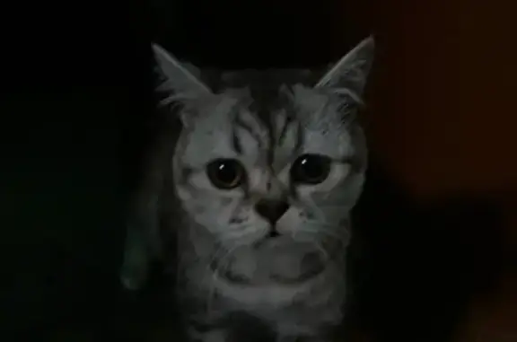 Найдена кошка, Оренбург, фото: Найдена кошка, ул. 70 лет ВЛКСМ, Оренбург