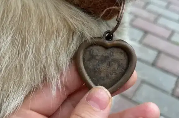 Найдена собака, Тверь, фото: Потерялась собака на Склизкова, 116, Тверь