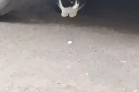 Кошка у подъезда, Интернационалистов 11