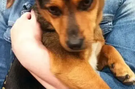 Найдена собака, Игоря Мишина 4, Омск