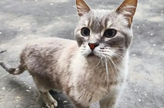 Найдена кошка, Владимир, фото: Кошка найдена, ул. Василисина 8, Владимир