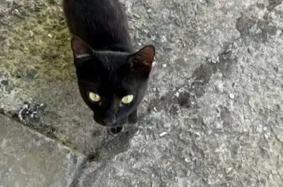 Найдена кошка, Горячий Ключ, фото: Кошка найдена на Пономаренко 2, Горячий Ключ