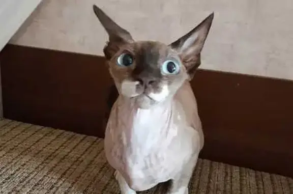 Найдена кошка, Орёл, фото: Кошка найдена: ул. Железнодорожная, Орёл