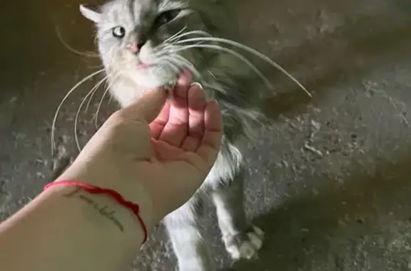 Найдена кошка, Уфа, фото: Найдена кошка, Уфа, ул. Р. Зорге, 49