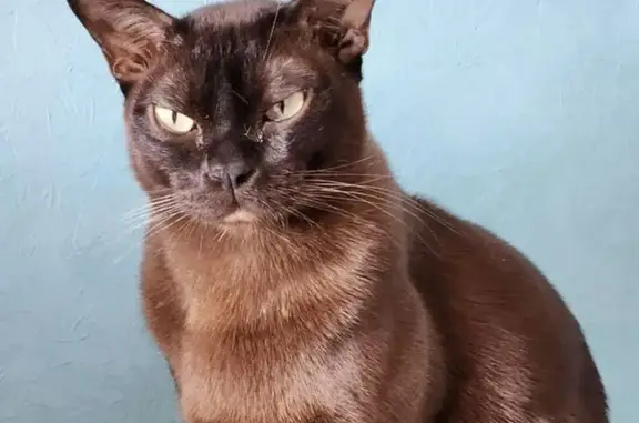 Пропала кошка, МО, окрас коричневый